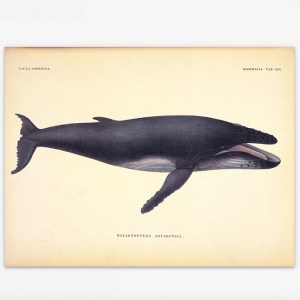 "Whale Print" Mason & Painter X British Library Print Collaboration