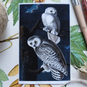 "A Pair of Snowy Owls" Ornithology Print